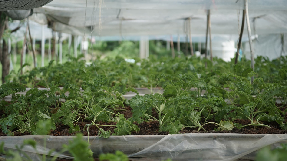 “สมโภช ทับเจริญ” ชายผู้สร้างเงิน 1,500 ล้านจากพื้นที่เกษตร