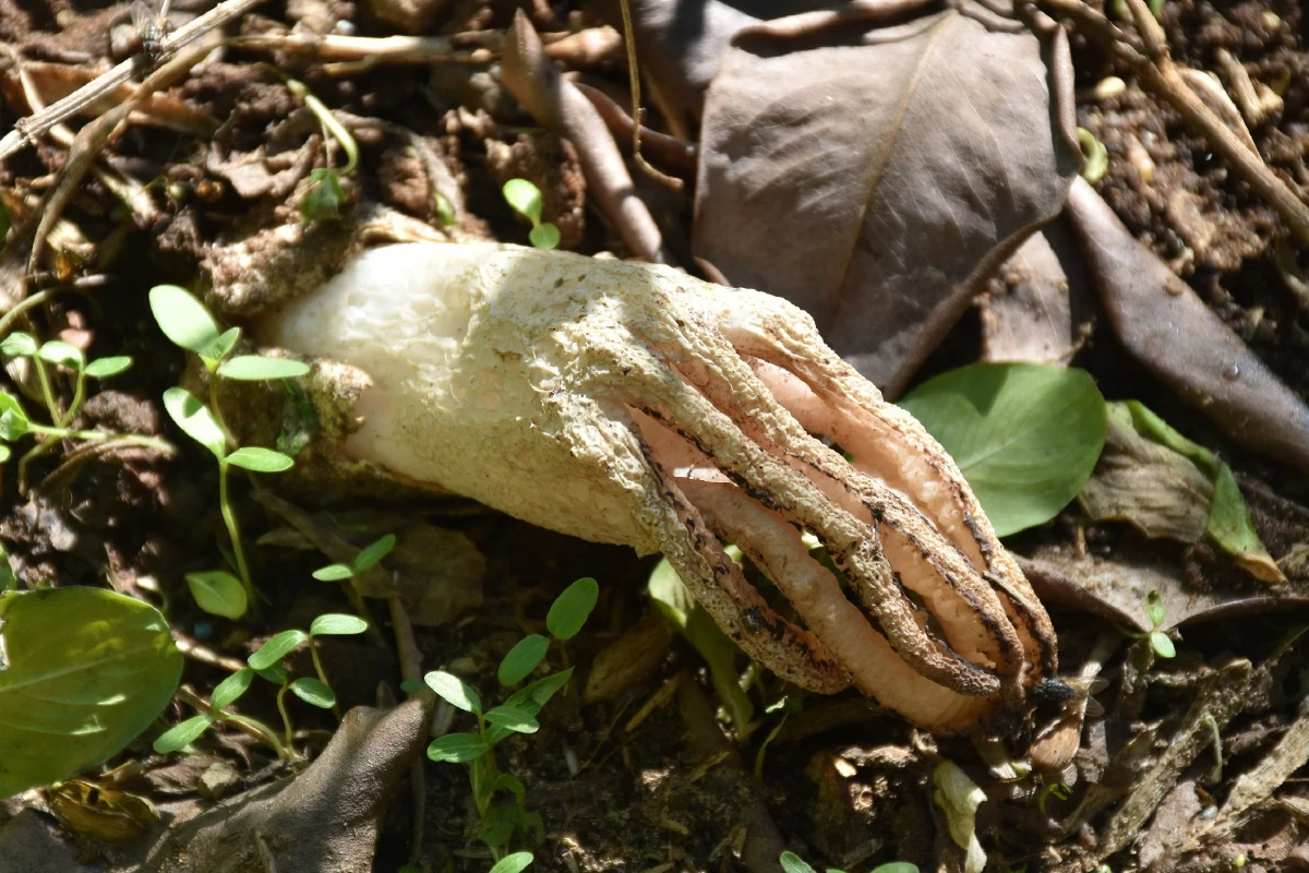 แห่ขอโชคจากเห็ดมือผีโผล่จากดินหายากอันดับ2ของโลก