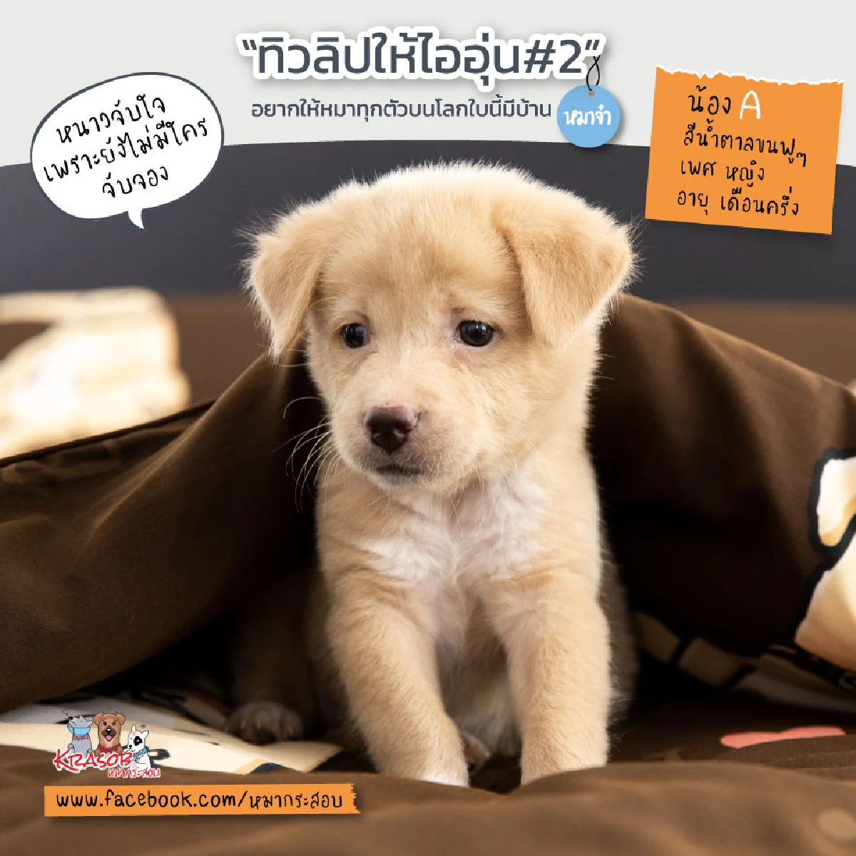 ช่วยน้องหมาจรได้อิ่มท้องนอนอุ่นรับปีใหม่