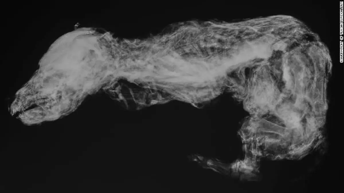 พบหมาป่าโบราณถูกแช่แข็งนาน 56,000 ปี