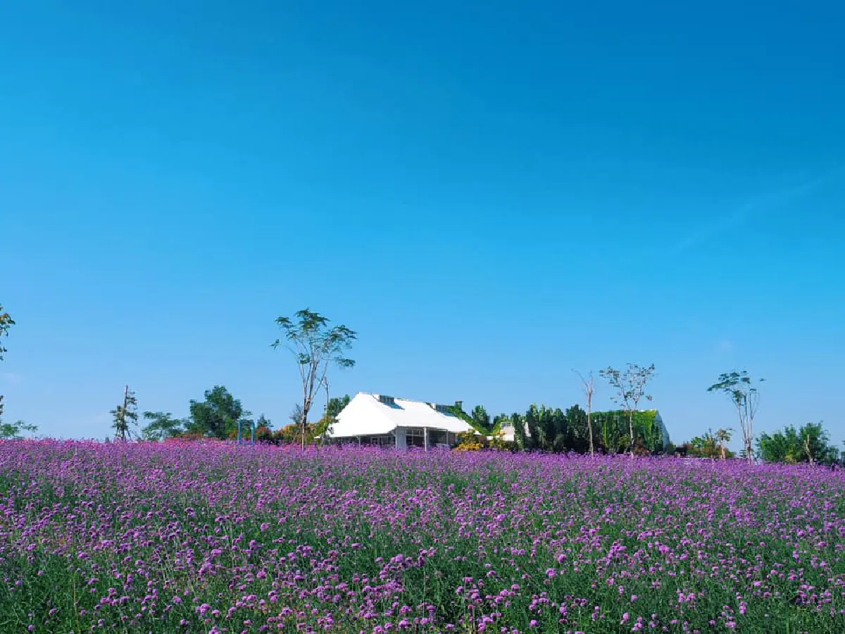 "ฟลอร่าพาร์ค วังน้ำเขียว"คึกคักนักท่องเที่ยวแห่ดูดอกไม้เมืองหนาว