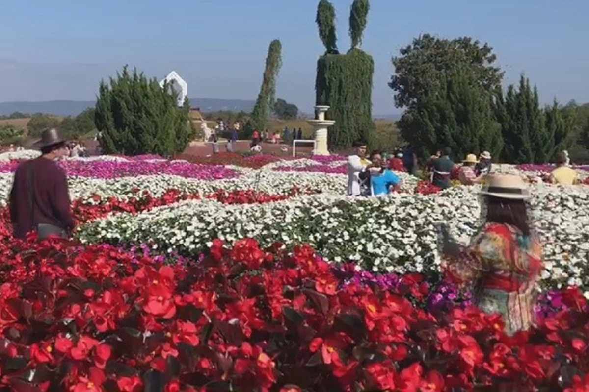 "ฟลอร่าพาร์ค วังน้ำเขียว"คึกคักนักท่องเที่ยวแห่ดูดอกไม้เมืองหนาว