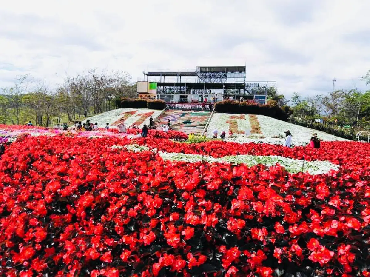 "ฟลอร่าพาร์ค วังน้ำเขียว"คึกคักนักท่องเที่ยวแห่ดูดอกไม้เมืองหนาว