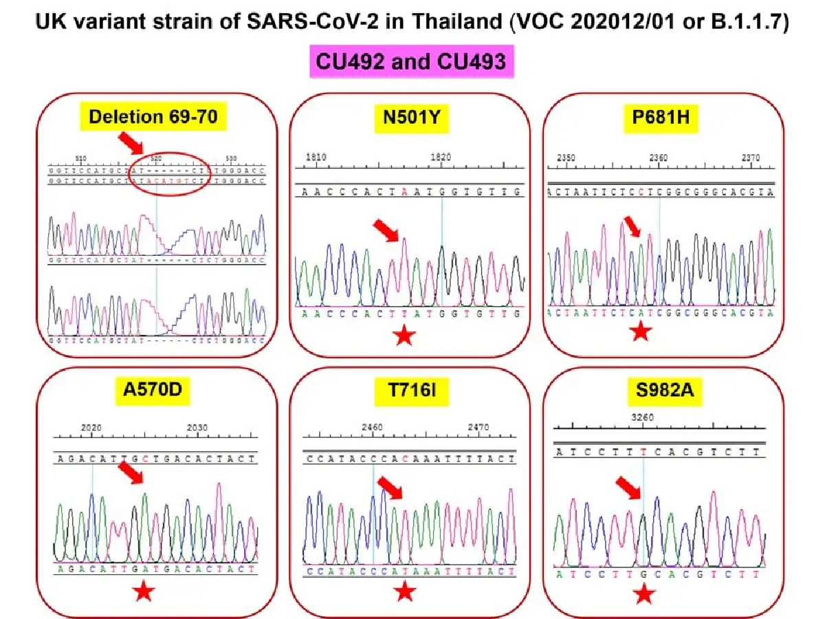 พบเชื้อโควิดกลายพันธุ์จากอังกฤษในไทยแล้ว แต่คุมอย่างดีไม่ให้แพร่กระจาย