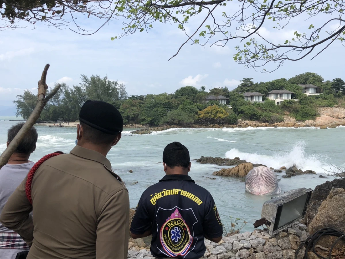 พบซากวาฬบรูด้าใหญ่ลอยติดโขดหินหาดเชิงมนต์เกาะสมุย