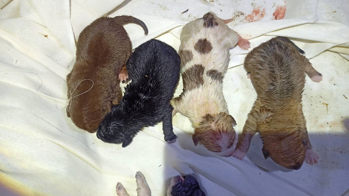 สุดอนาถ!คนใจร้ายจับลูกสุนัขแรกเกิด5ตัวยัดถุงดำโยนทิ้งบ่อร้าง