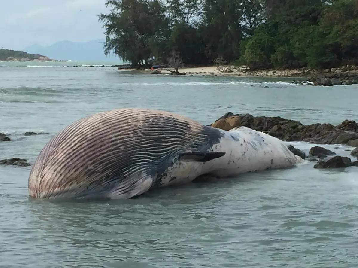 เตรียมผ่าซากวาฬบรูด้าหาสาเหตุการตายเกยหาดเชิงมนต์