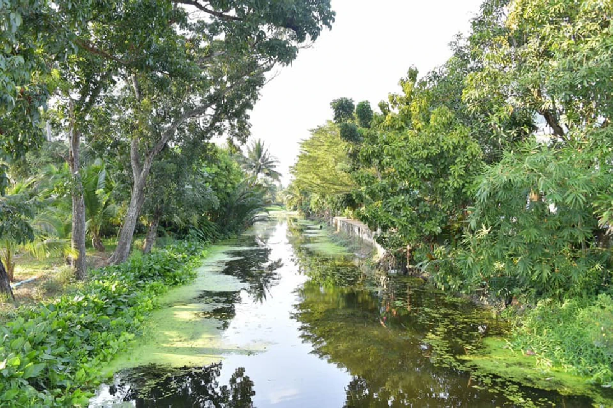 กรมชลประทานเร่งแก้ปัญหาน้ำเค็มรุกแม่น้ำท่าจีนช่วยชาวสวนกล้วยไม้