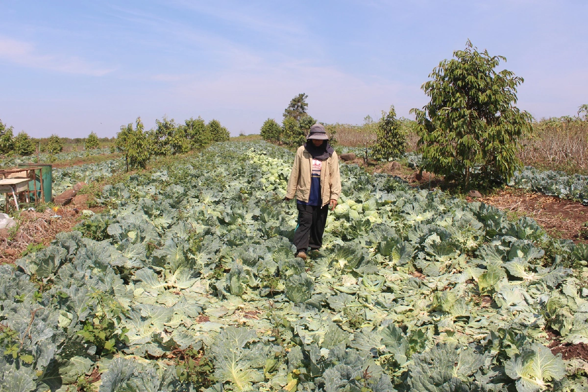 เกษตรกรปลูกกระหล่ำปลีเผชิญโควิด!ราคาดิ่งเหลือ4บาท