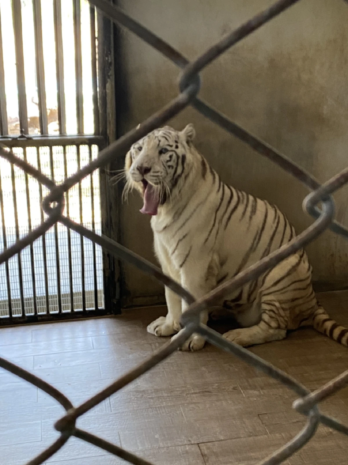 ปทส.ยึดเสือโคร่ง2ตัวเช็คดีเอ็นเอโยงลูกเสือเถื่อนฟาร์มดัง