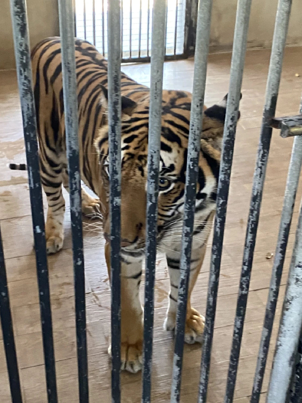 ปทส.ยึดเสือโคร่ง2ตัวเช็คดีเอ็นเอโยงลูกเสือเถื่อนฟาร์มดัง