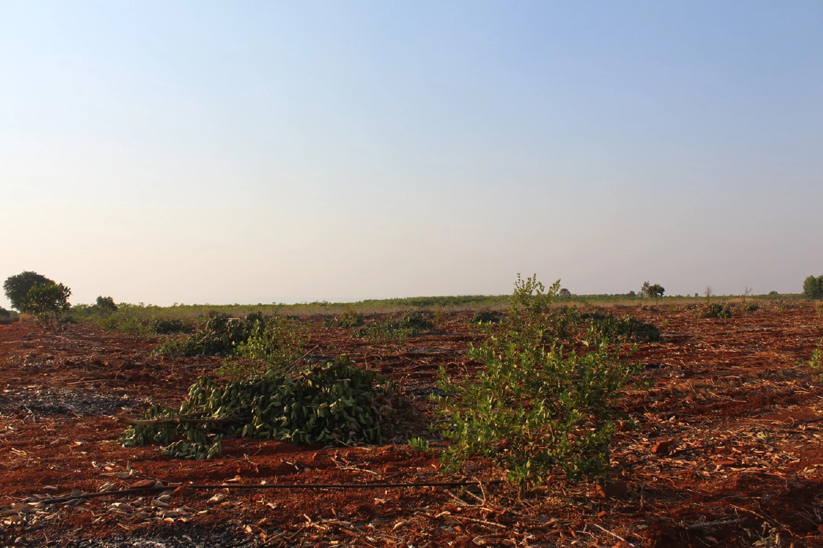เกษตรปลูกขนุนเข่าอ่อนเจอโขลงช้างป่าทำลายเสียหายยับ
