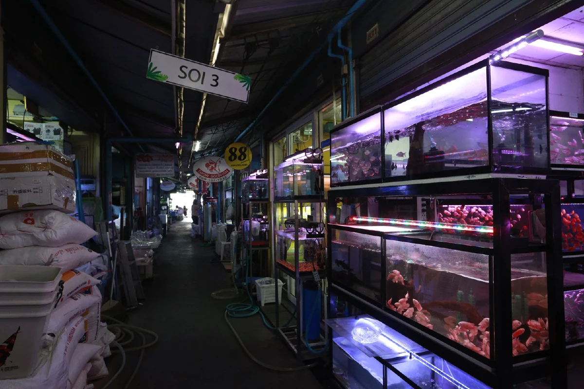 คนขายปลาJJ Mallอ่วมเจอพิษโควิดรอบใหม่ลูกค้าหายร้องขอลดค่าเช่า