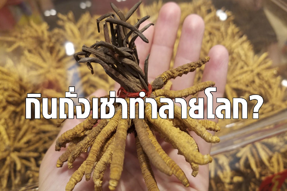 ถั่งเช่ากินแล้วอาจตาย แล้วยังทำลายโลกด้วย ถั่งเช่ากินแล้วอาจตาย แล้วยังทำลายโลกด้วย