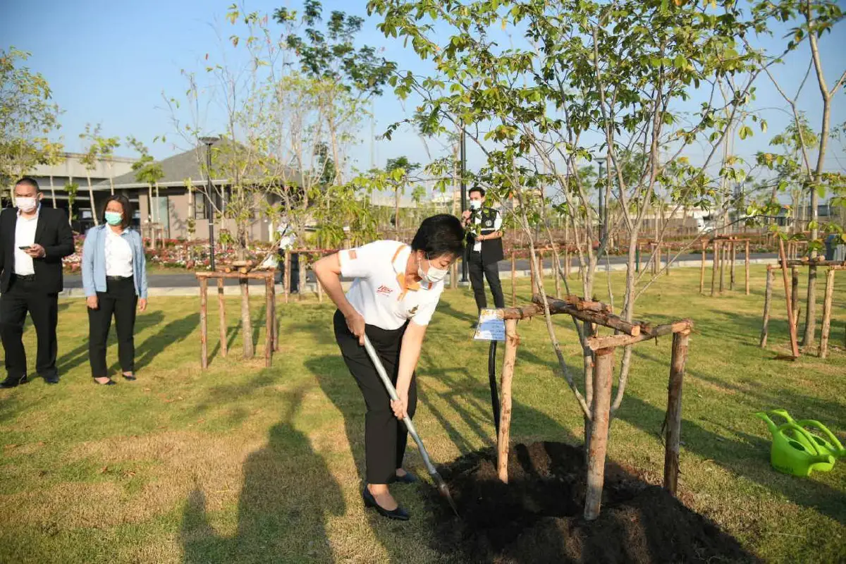 กทม.ชวนชมความสวยงามทุ่งดอกแพงพวยหลากสีบนพื้นที่กว่า 4 ไร่