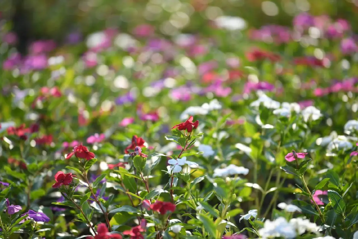 กทม.ชวนชมความสวยงามทุ่งดอกแพงพวยหลากสีบนพื้นที่กว่า 4 ไร่