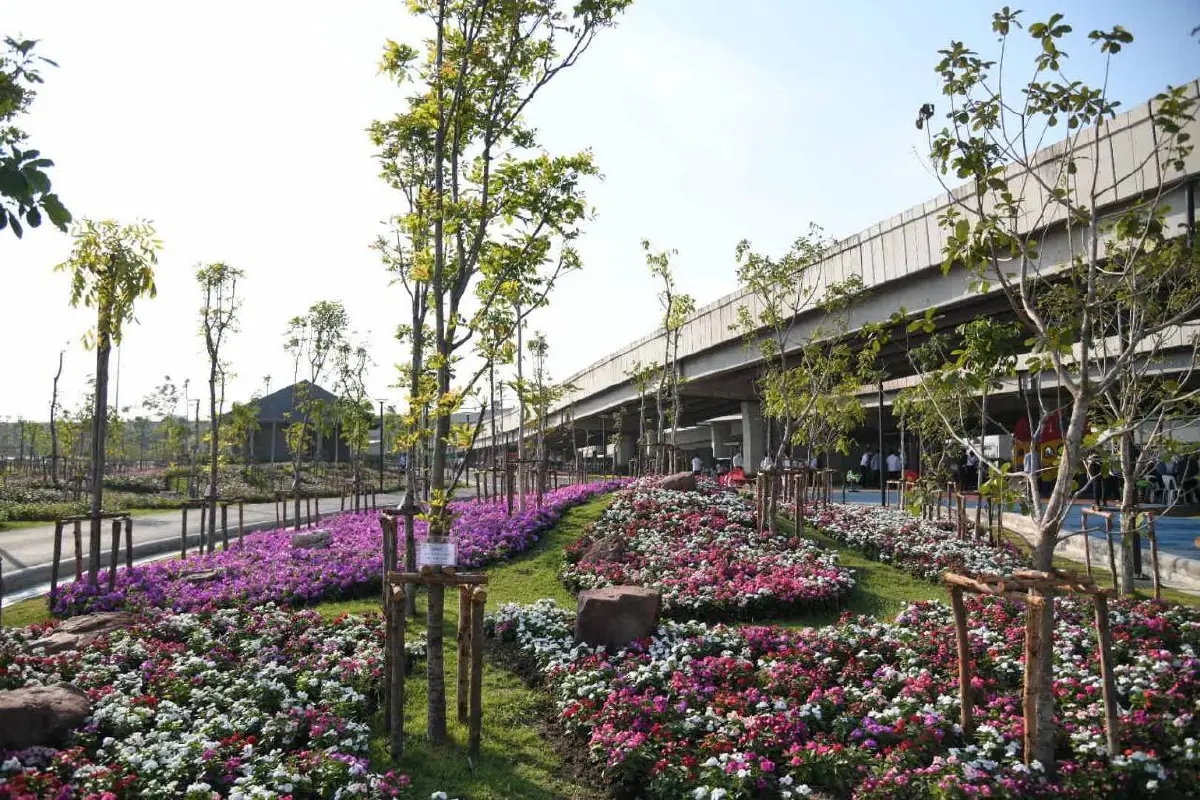 กทม.ชวนชมความสวยงามทุ่งดอกแพงพวยหลากสีบนพื้นที่กว่า 4 ไร่