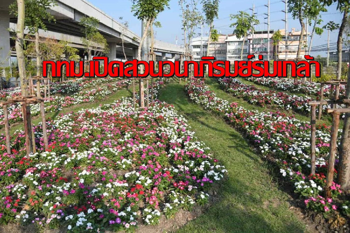 กทม.ชวนชมความสวยงามทุ่งดอกแพงพวยหลากสีบนพื้นที่กว่า 4 ไร่ กทม.ชวนชมความสวยงามทุ่งดอกแพงพวยหลากสีบนพื้นที่กว่า 4 ไร่