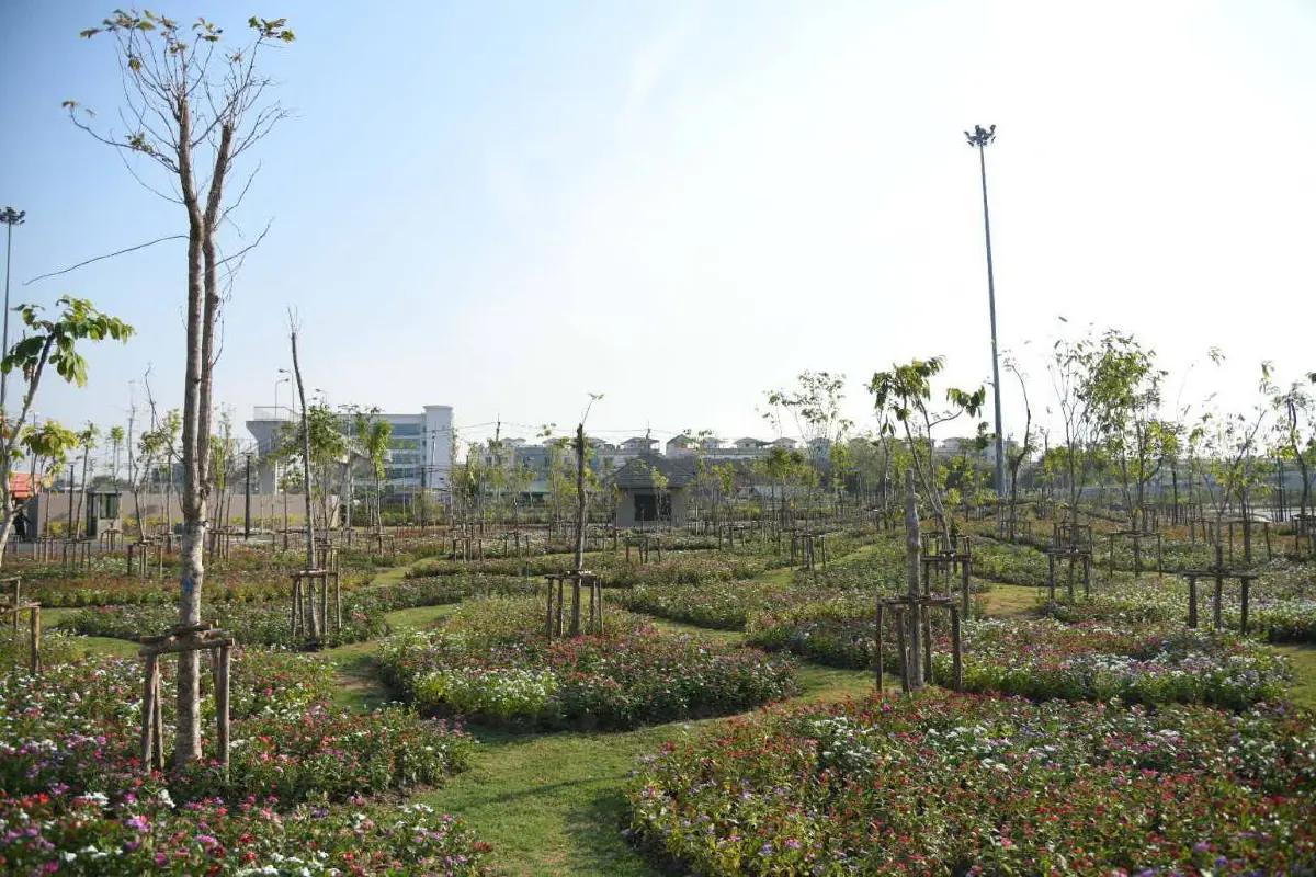 กทม.ชวนชมความสวยงามทุ่งดอกแพงพวยหลากสีบนพื้นที่กว่า 4 ไร่