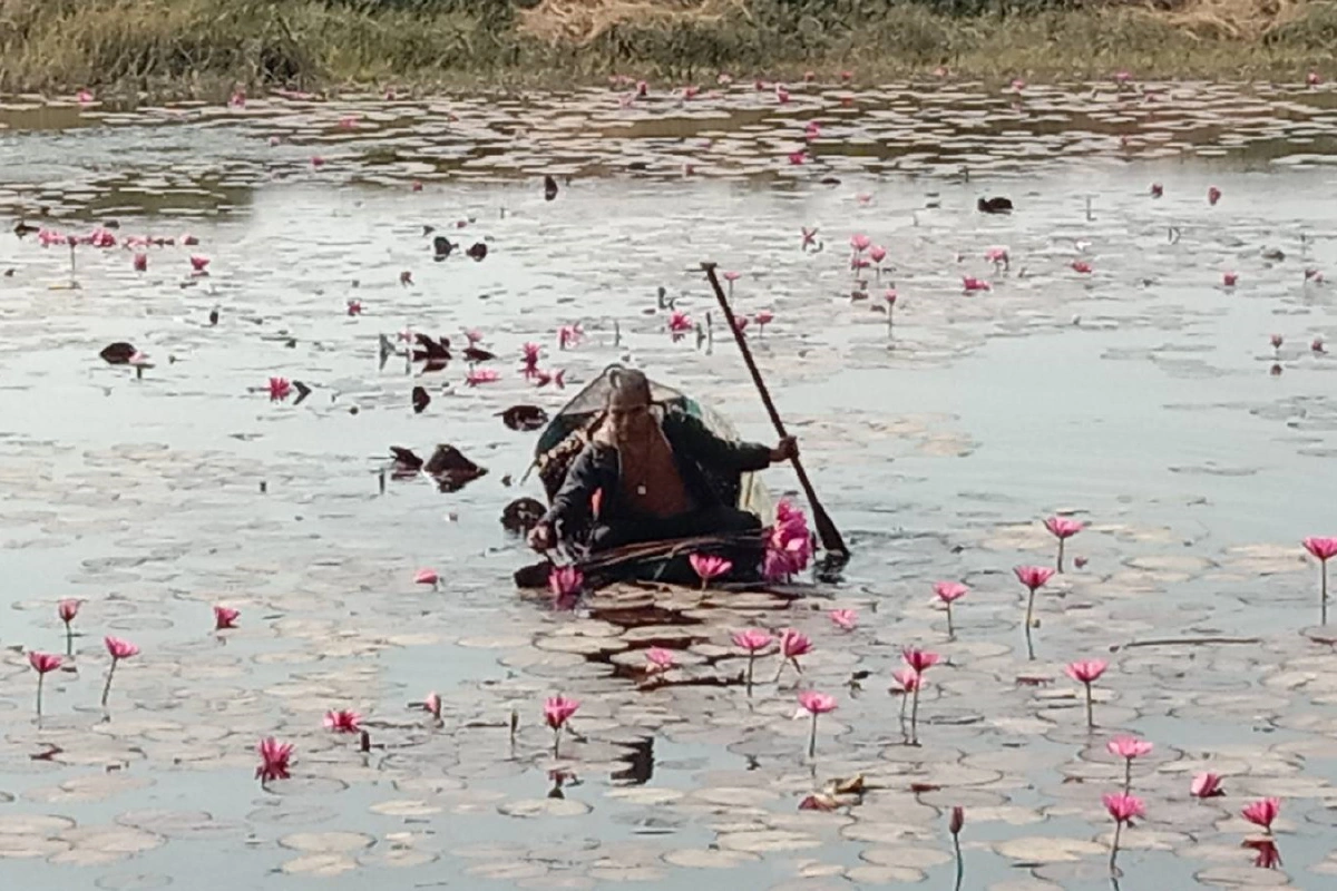 สู้โควิด!หนุ่มใหญ่เก็บสายบัวส่งขายตลาดได้วันละพัน