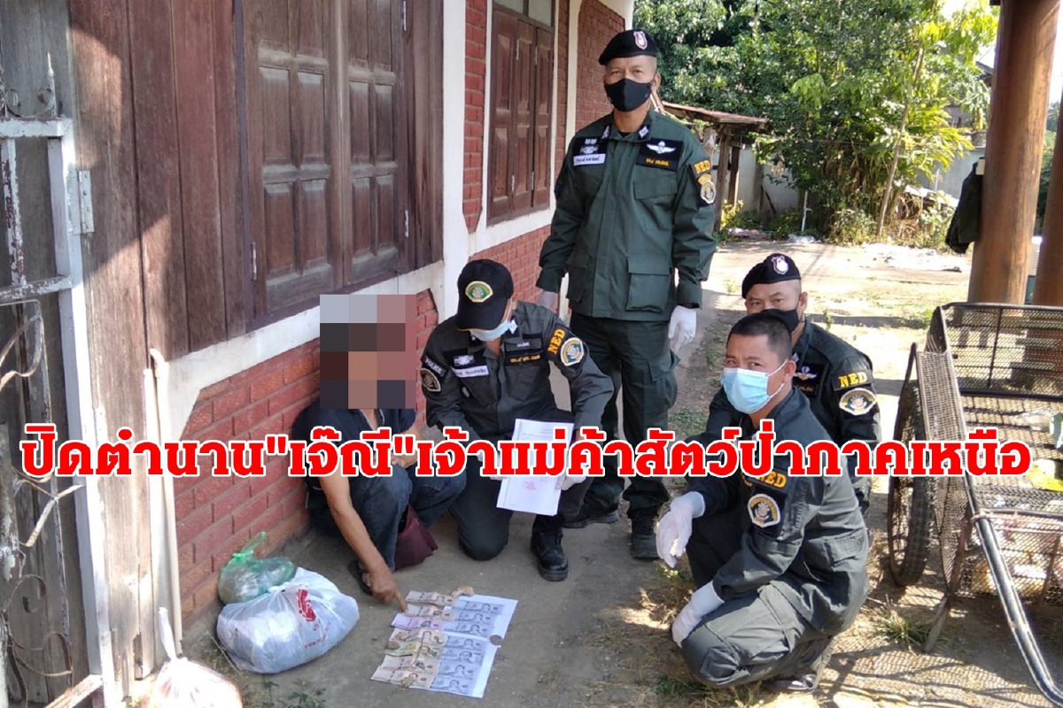 เปิดตำนาน"เจ๊ณี"เจ้าแม่ค้าสัตว์ป่ารายใหญ่ภาคเหนือ ตำรวจปทส.บุกจับแล้ว เปิดตำนาน"เจ๊ณี"เจ้าแม่ค้าสัตว์ป่ารายใหญ่ภาคเหนือ ตำรวจปทส.บุกจับแล้ว