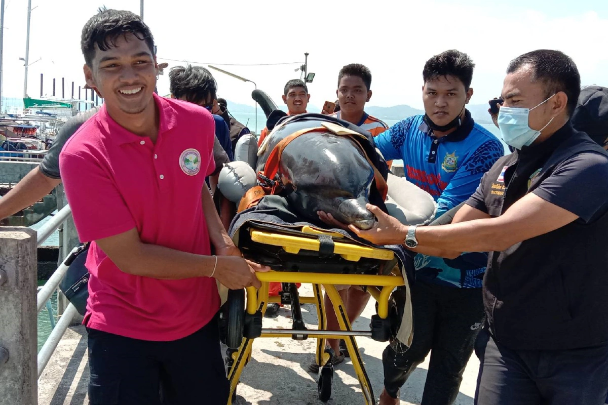 พบอีกโลมาเกยตื้นบ้านแหลมหินภูเก็ต เร่งปล่อยคืนธรรมชาติ