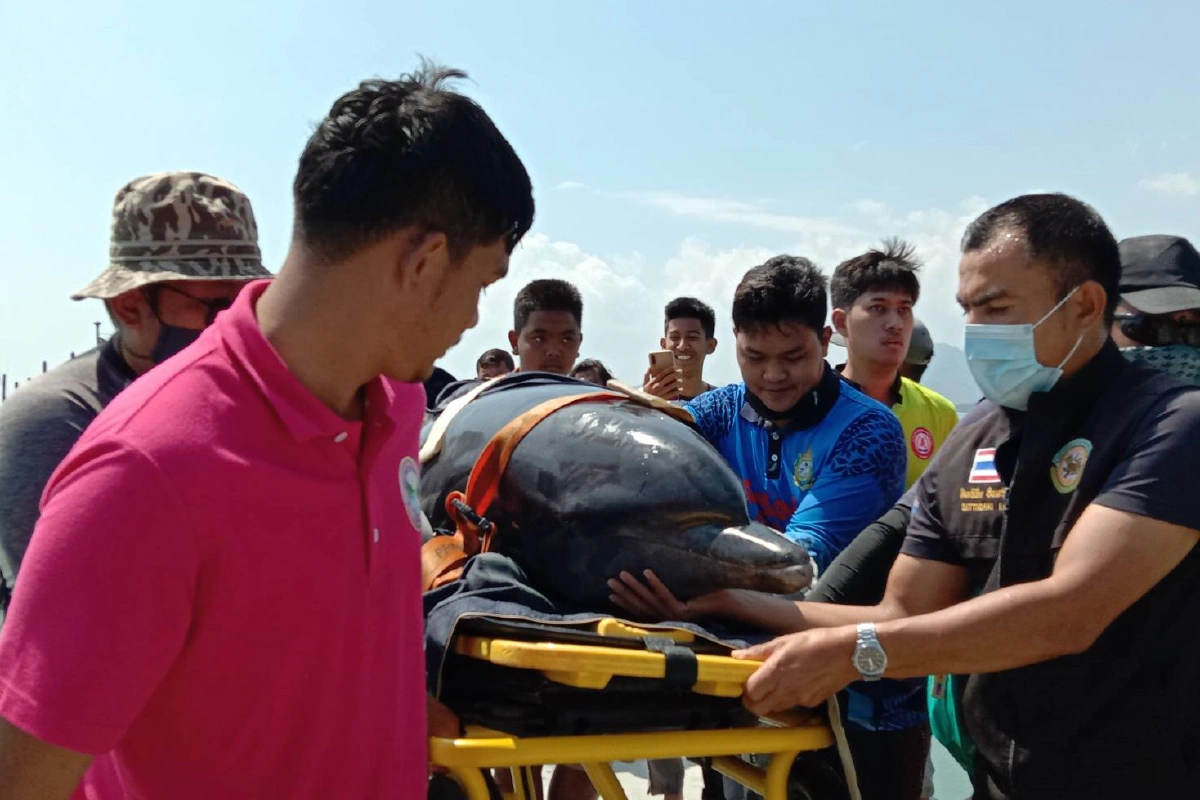 พบอีกโลมาเกยตื้นบ้านแหลมหินภูเก็ต เร่งปล่อยคืนธรรมชาติ