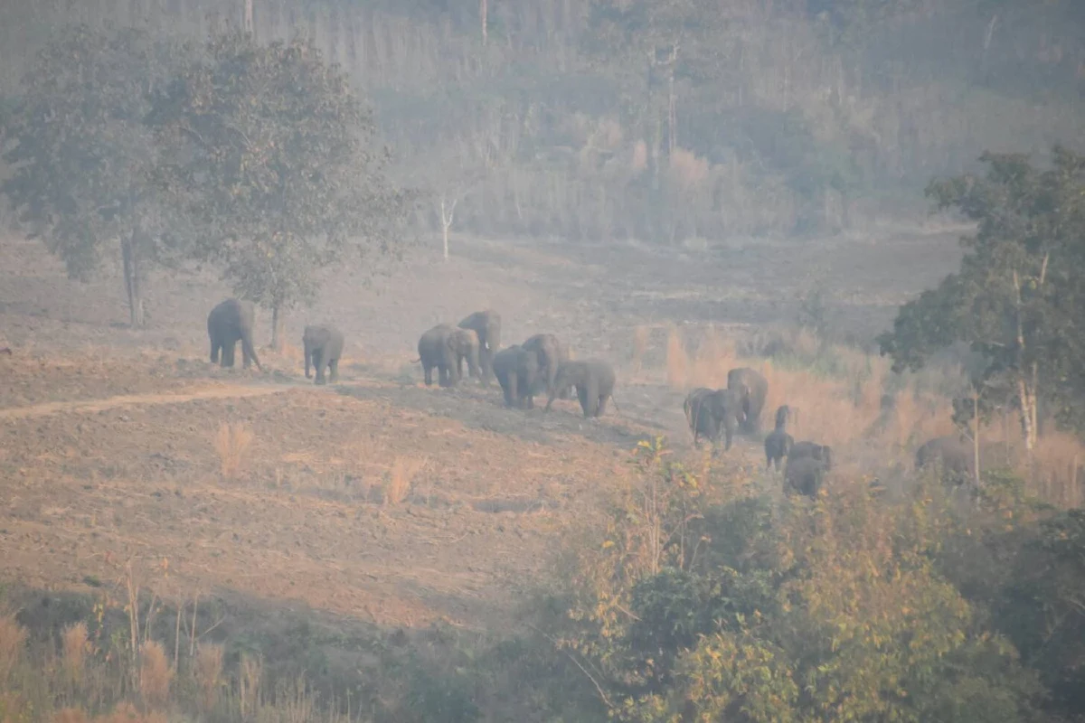 ลุงตู่ช่วยด้วย!ชาวเมืองกาญจน์ร้องนายกฯช่วยแก้ปัญหาโขลงช้างป่าบุก