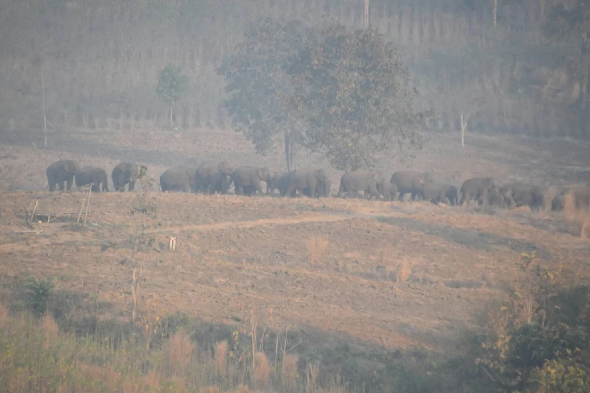 ลุงตู่ช่วยด้วย!ชาวเมืองกาญจน์ร้องนายกฯช่วยแก้ปัญหาโขลงช้างป่าบุก