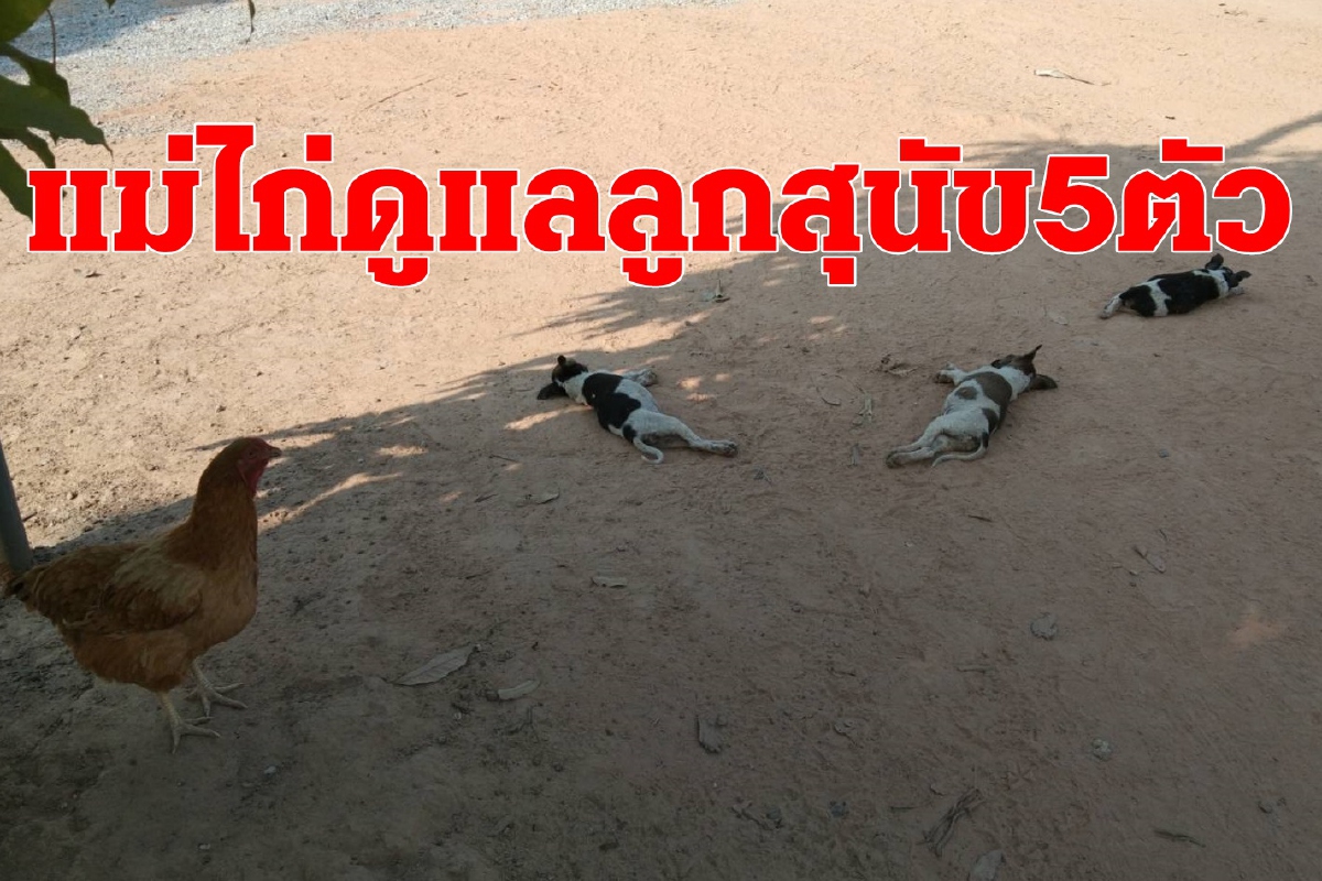 ความน่ารักต่างสายพันธุ์แม่ไก่เฝ้าดูแลลูกสุนัข5ตัว ความน่ารักต่างสายพันธุ์แม่ไก่เฝ้าดูแลลูกสุนัข5ตัว