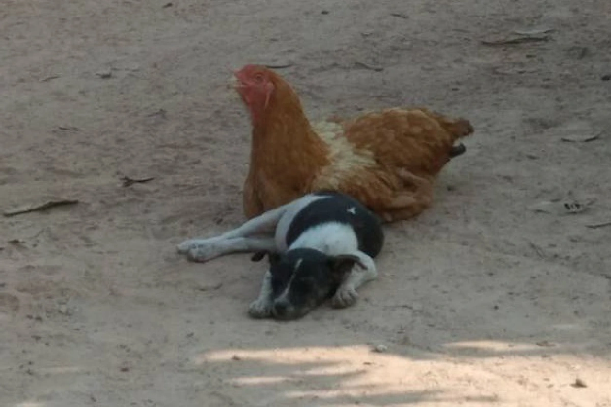 ความน่ารักต่างสายพันธุ์แม่ไก่เฝ้าดูแลลูกสุนัข5ตัว