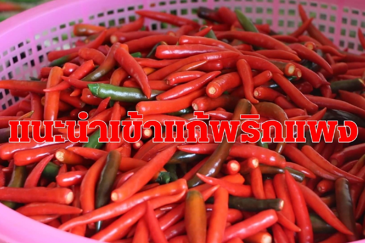 ผู้ค้าแนะนำเข้าพริกต่างประเทศแก้ปัญหาราคาแพง ผู้ค้าแนะนำเข้าพริกต่างประเทศแก้ปัญหาราคาแพง