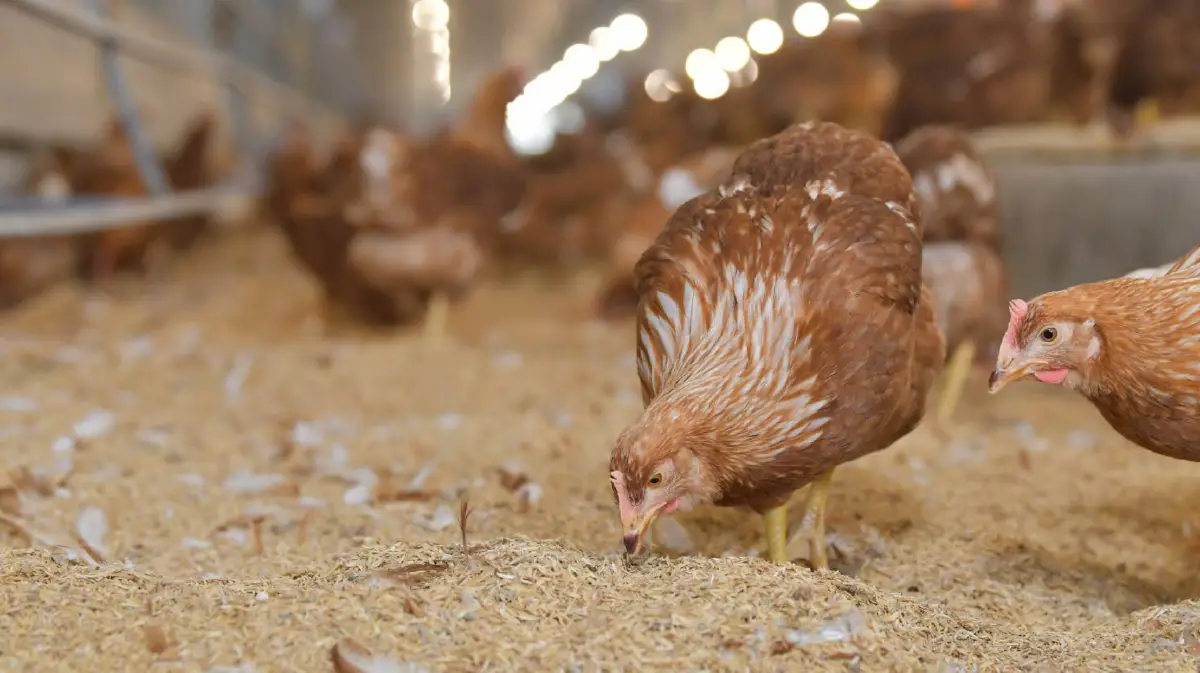 ซีพีเอฟ เตรียมพร้อมนำ ฟาร์มวังสมบูรณ์ ขอรับรองมาตรฐานฟาร์มไก่ไข่เคจฟรีของกรมปศุสัตว์