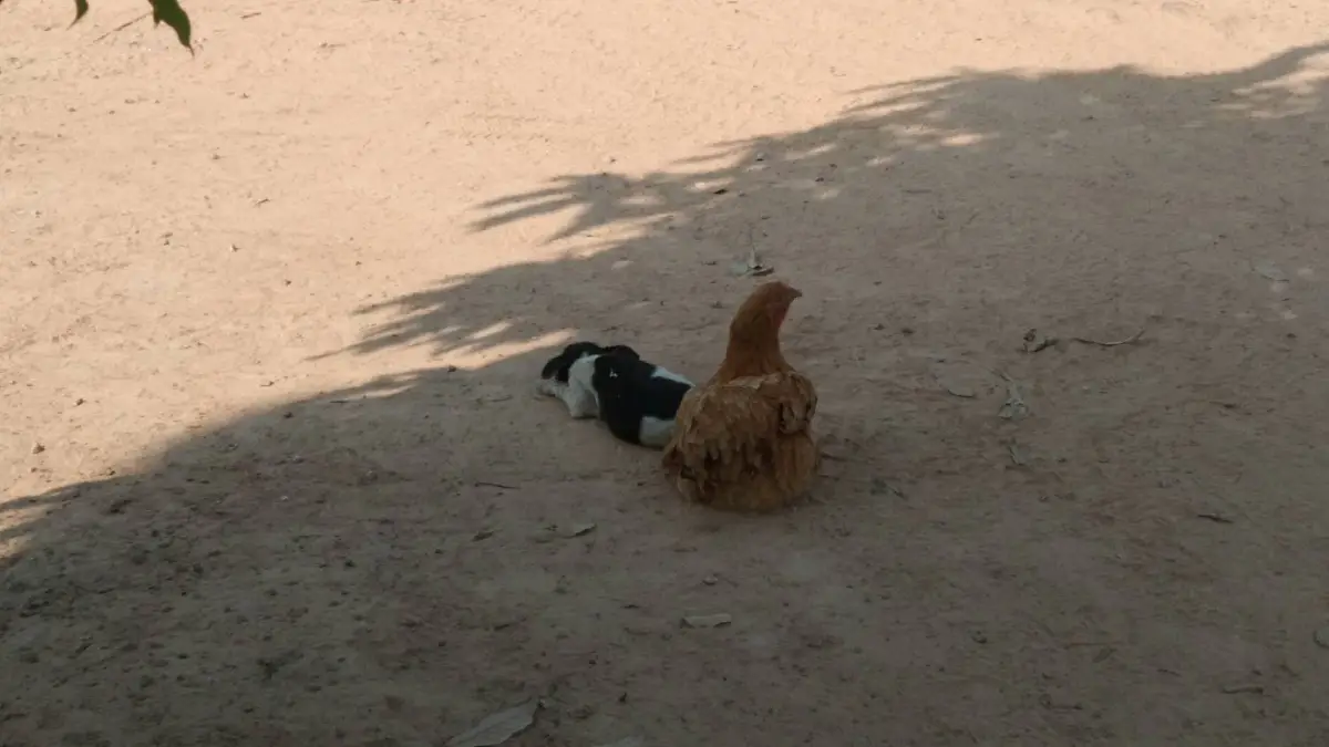 ความน่ารักต่างสายพันธุ์แม่ไก่เฝ้าดูแลลูกสุนัข5ตัว