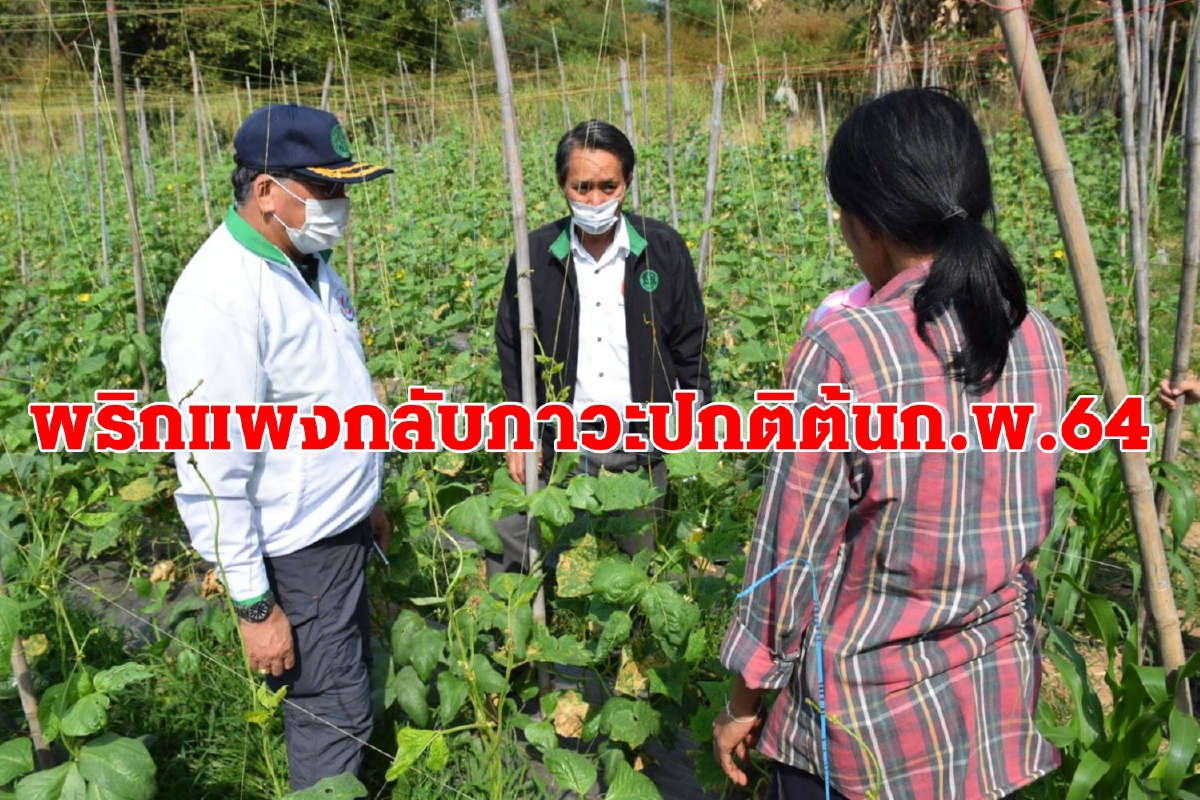 เกษตรกรโคราชเผยพริกราคาแพงกลับภาวะปกติต้นก.พ.64 เกษตรกรโคราชเผยพริกราคาแพงกลับภาวะปกติต้นก.พ.64