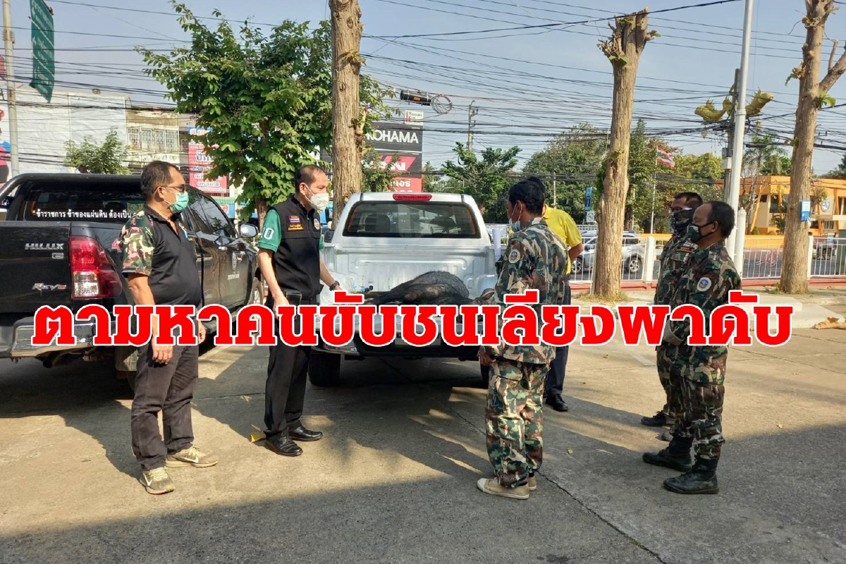 กรมอุทยานฯตามหาคนขับซิ่งชนเลียงผาตายเผยโทษจำคุก15ปีปรับ1.5ล้านบาท กรมอุทยานฯตามหาคนขับซิ่งชนเลียงผาตายเผยโทษจำคุก15ปีปรับ1.5ล้านบาท