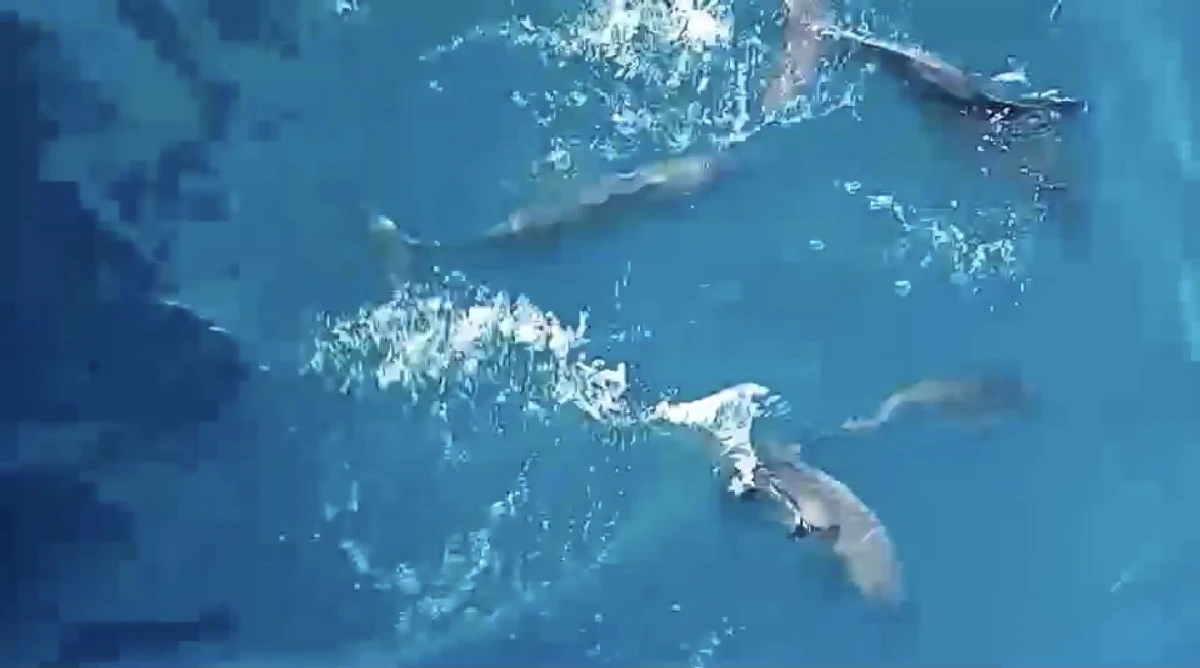 "วาฬบรูด้า-ฝูงโลมา"โผล่ทะเลเกาะเต่าอวดโฉมนักอนุรักษ์