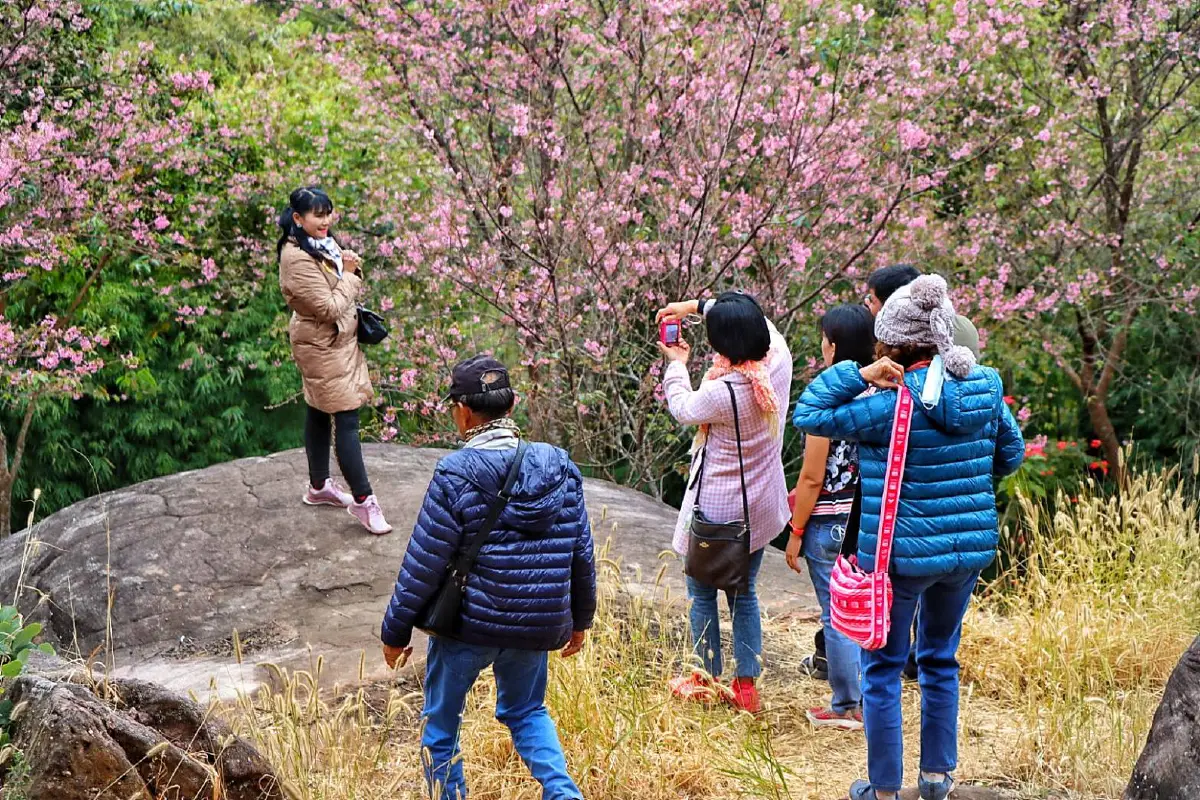 ดอกซากุระเมืองไทยชุดสุดท้ายบานสะพรั่งบนภูหินร่องกล้า