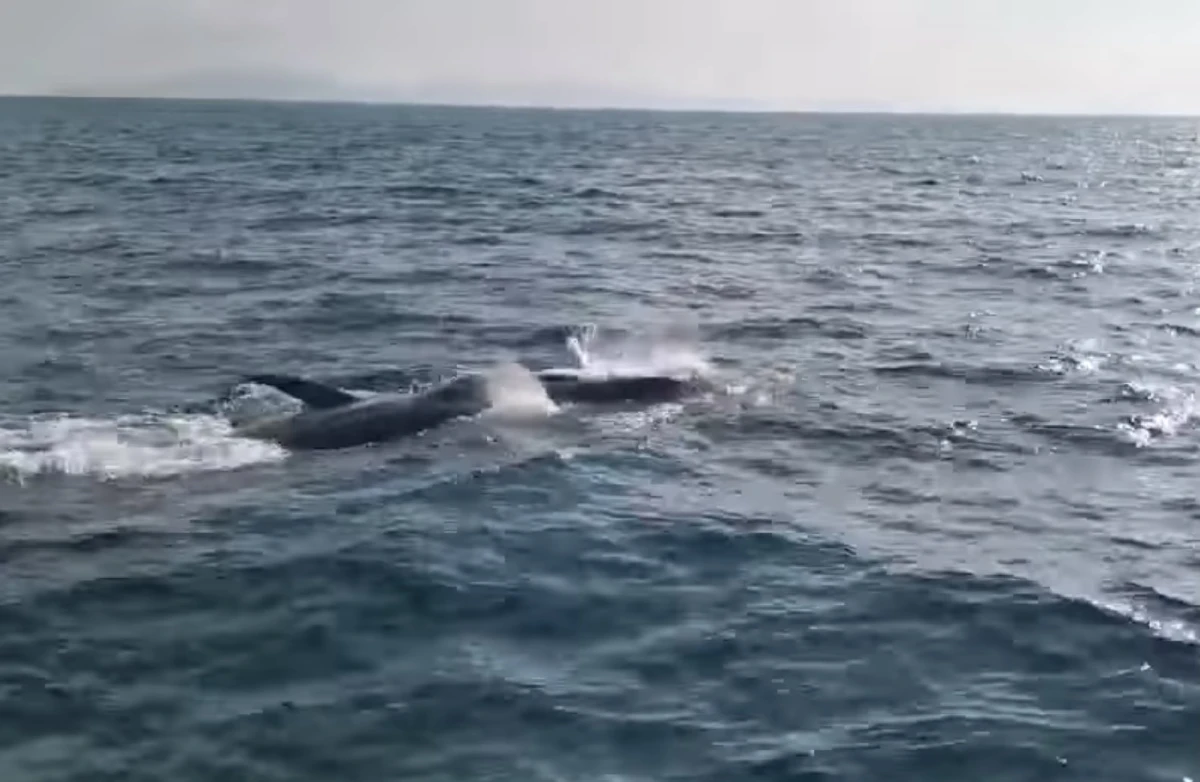 "วาฬบรูด้า-ฝูงโลมา"โผล่ทะเลเกาะเต่าอวดโฉมนักอนุรักษ์