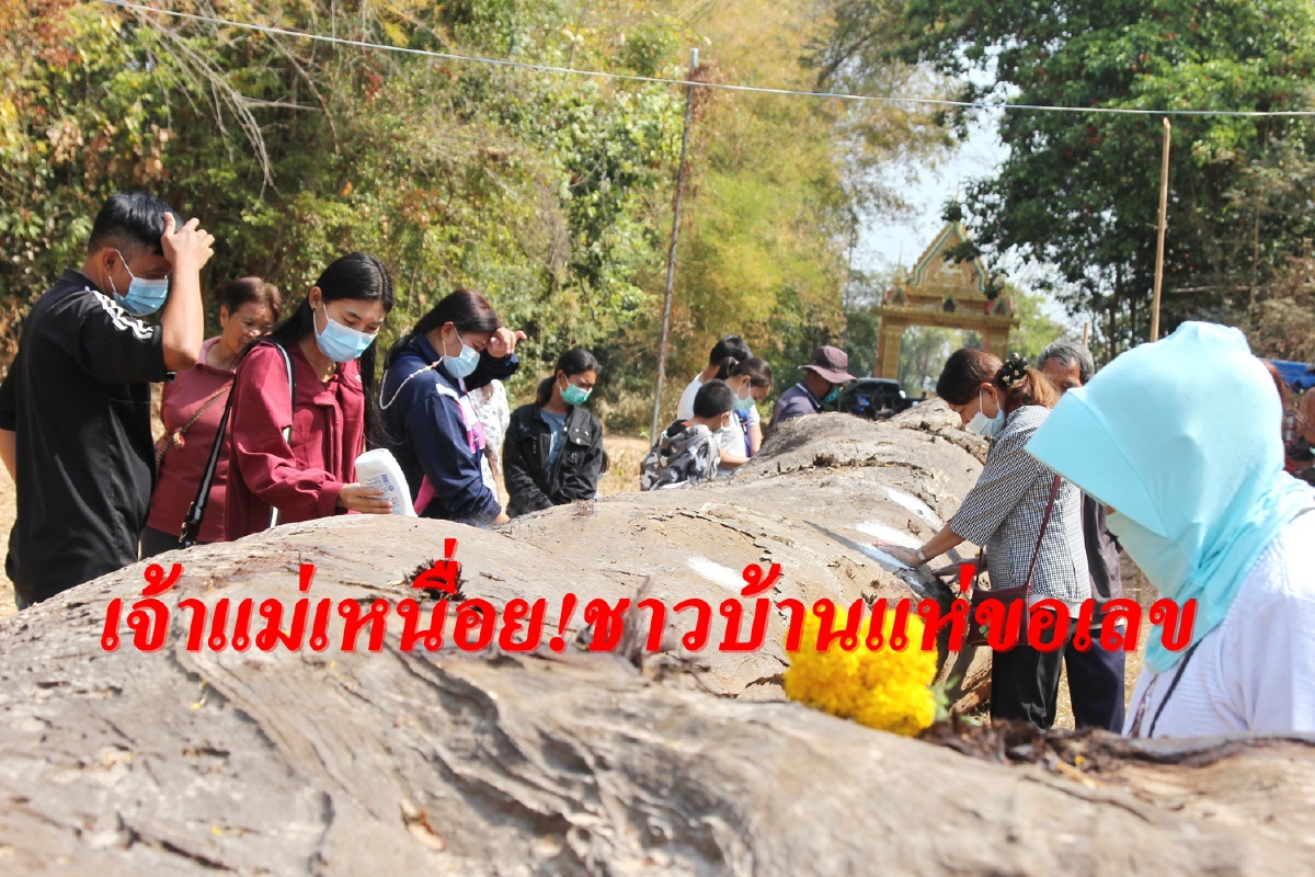 คึกคัก!แห่ขอเลขเด็ดตะเคียนยักษ์กว่า300ปีใกล้วันหวยออก คึกคัก!แห่ขอเลขเด็ดตะเคียนยักษ์กว่า300ปีใกล้วันหวยออก