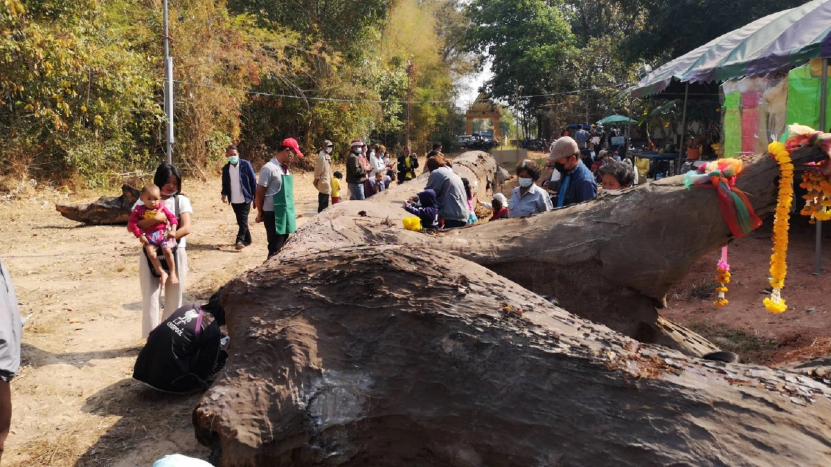 คึกคัก!แห่ขอเลขเด็ดตะเคียนยักษ์กว่า300ปีใกล้วันหวยออก