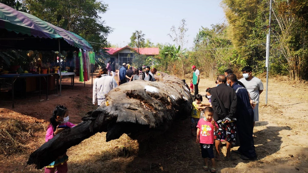 คึกคัก!แห่ขอเลขเด็ดตะเคียนยักษ์กว่า300ปีใกล้วันหวยออก