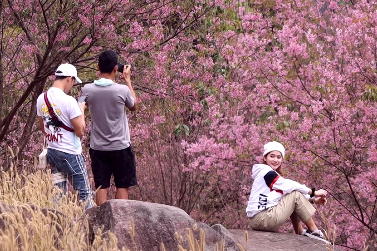 ดอกซากุระเมืองไทยชุดสุดท้ายบานสะพรั่งบนภูหินร่องกล้า ดอกซากุระเมืองไทยชุดสุดท้ายบานสะพรั่งบนภูหินร่องกล้า