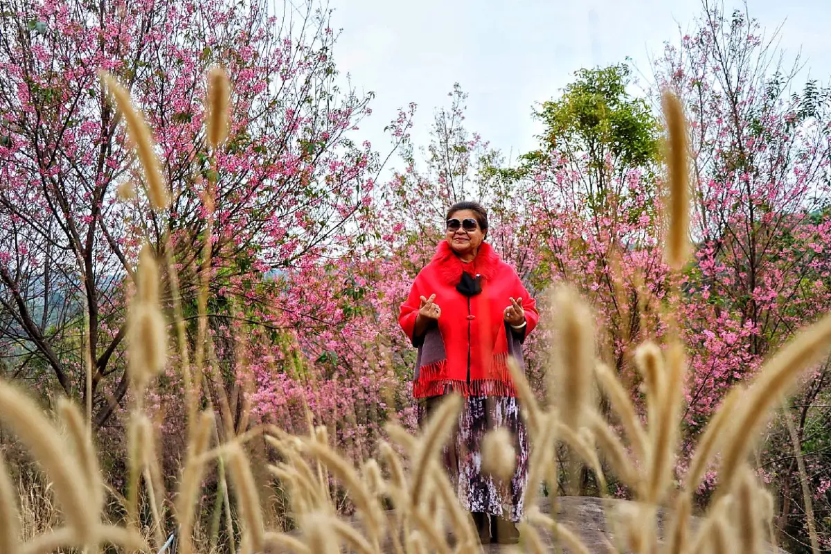 ดอกซากุระเมืองไทยชุดสุดท้ายบานสะพรั่งบนภูหินร่องกล้า