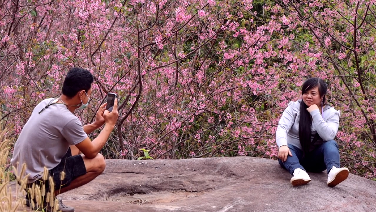 ดอกซากุระเมืองไทยชุดสุดท้ายบานสะพรั่งบนภูหินร่องกล้า