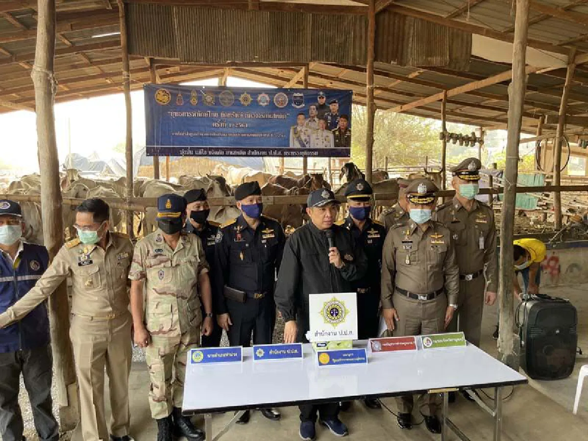 บุกยึดโคขุนคาคอก257ตัวของอดีตผช.ผญบ.พันคดียาเสพติด
