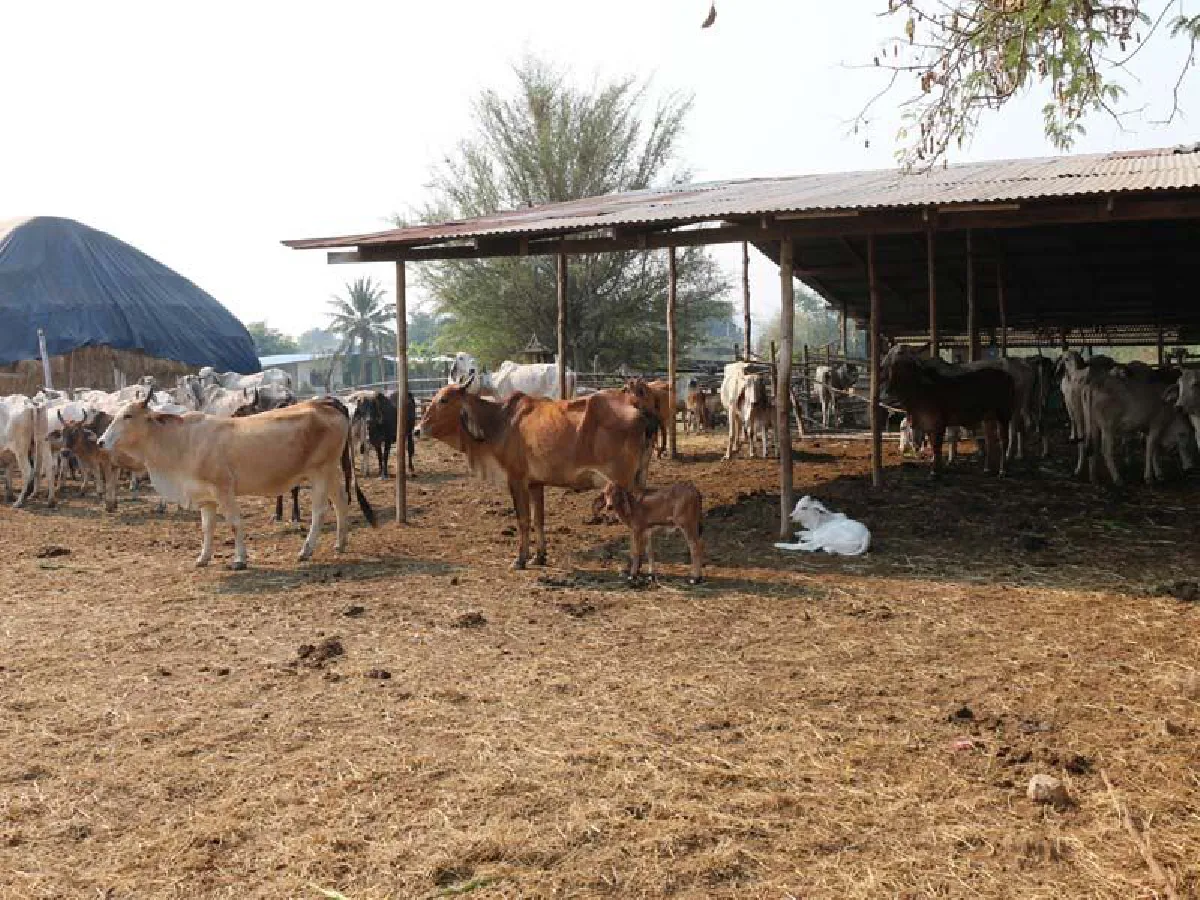 บุกยึดโคขุนคาคอก257ตัวของอดีตผช.ผญบ.พันคดียาเสพติด