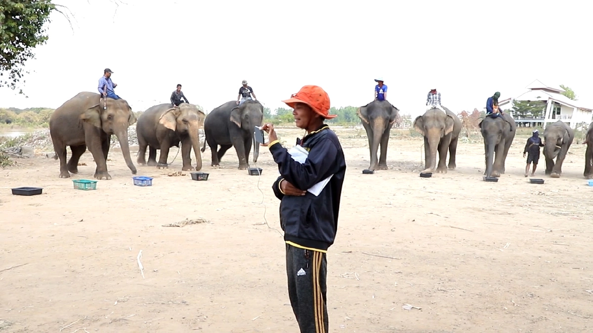 พิษโควิด!ควานช้างสุรินทร์รวมตัวโชว์ไลท์สดหาเงินซื้ออาหาร