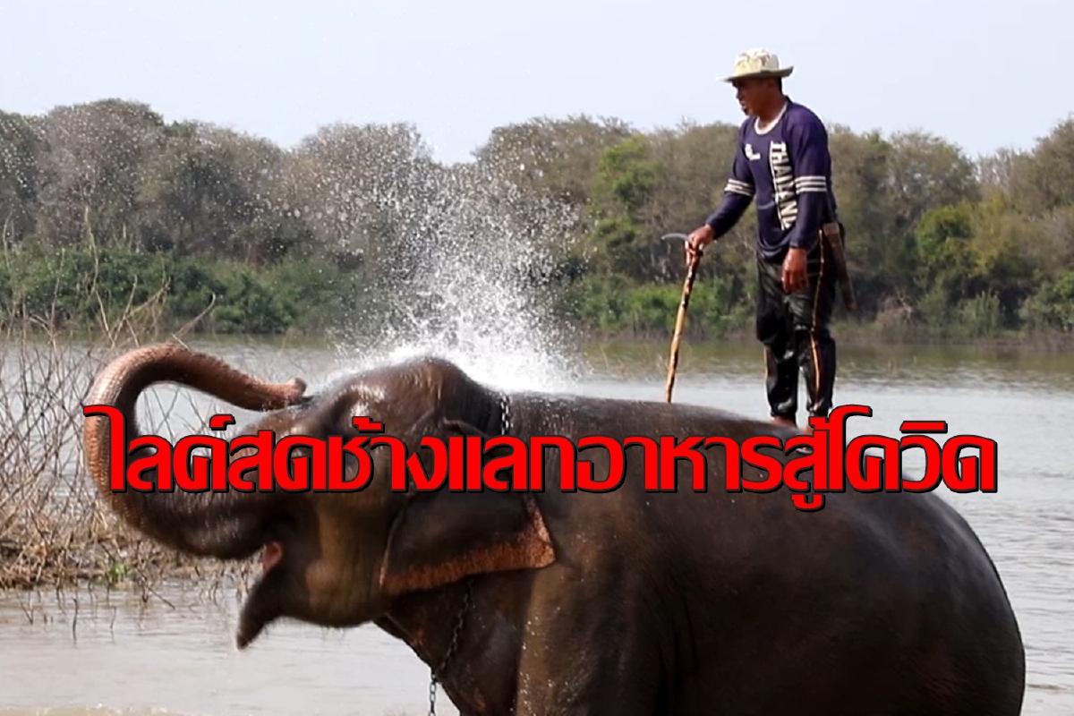 พิษโควิด!ควานช้างสุรินทร์รวมตัวโชว์ไลท์สดหาเงินซื้ออาหาร พิษโควิด!ควานช้างสุรินทร์รวมตัวโชว์ไลท์สดหาเงินซื้ออาหาร