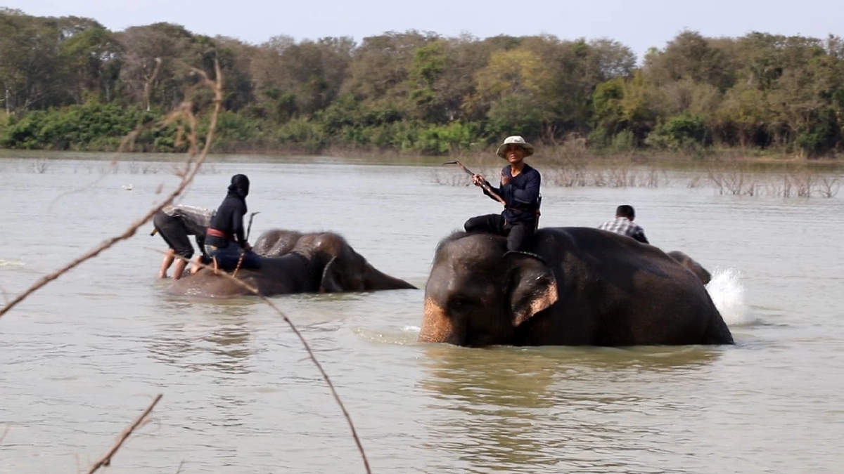 พิษโควิด!ควานช้างสุรินทร์รวมตัวโชว์ไลท์สดหาเงินซื้ออาหาร